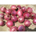 low price fresh red onion